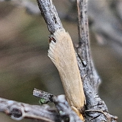 Oecophoridae (family) (Unidentified Oecophorid concealer moth) at Kingsdale, NSW - 11 Oct 2024 by trevorpreston