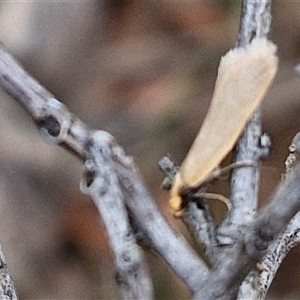 Oecophoridae (family) at Kingsdale, NSW - 11 Oct 2024 01:14 PM