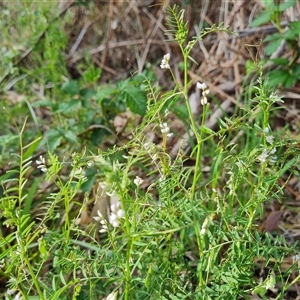 Vicia disperma at Isaacs, ACT - 11 Oct 2024 05:46 PM