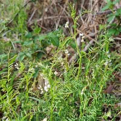 Vicia disperma (Two Seeded Vetch) at Isaacs, ACT - 11 Oct 2024 by Mike