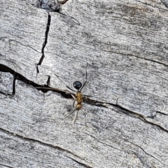 Polyrhachis semiaurata (A golden spiny ant) at Isaacs, ACT - 11 Oct 2024 by Mike