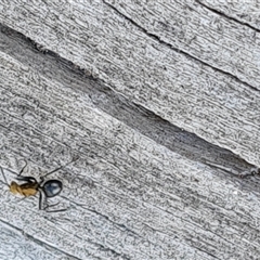 Polyrhachis semiaurata at Isaacs, ACT - 11 Oct 2024 05:14 PM