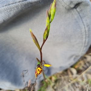 Diuris semilunulata at Fadden, ACT - suppressed