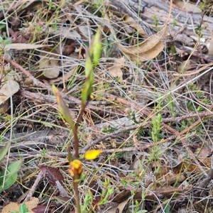 Diuris semilunulata at Fadden, ACT - suppressed