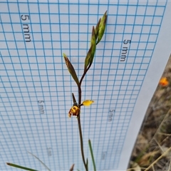 Diuris semilunulata at Fadden, ACT - suppressed