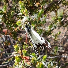 Belenois java (Caper White) at Fadden, ACT - 11 Oct 2024 by Mike