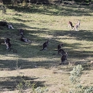 Macropus giganteus at Isaacs, ACT - 11 Oct 2024 04:40 PM