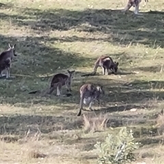 Macropus giganteus at Isaacs, ACT - 11 Oct 2024 04:40 PM