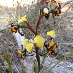 Diuris semilunulata (Late Leopard Orchid) at Hall, ACT - 14 Sep 2024 by AndyRussell