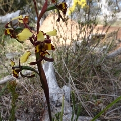 Diuris semilunulata at Hall, ACT - 14 Sep 2024