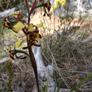 Diuris semilunulata at Hall, ACT - 14 Sep 2024