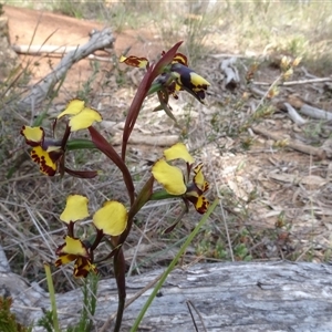 Diuris semilunulata at Hall, ACT - 14 Sep 2024