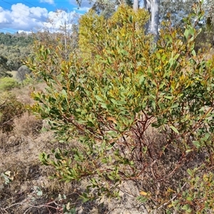 Acacia penninervis var. penninervis at Fadden, ACT - 11 Oct 2024 04:34 PM