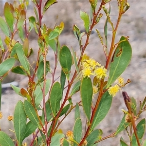 Acacia penninervis var. penninervis at Fadden, ACT - 11 Oct 2024