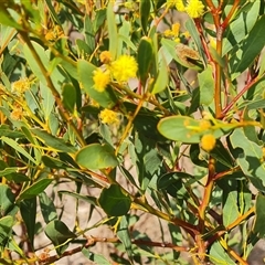 Acacia penninervis var. penninervis at Fadden, ACT - 11 Oct 2024