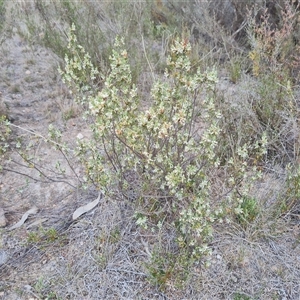 Brachyloma daphnoides at Fadden, ACT - 11 Oct 2024