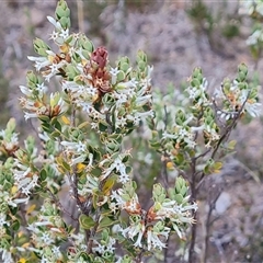 Brachyloma daphnoides at Fadden, ACT - 11 Oct 2024