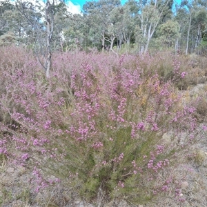 Kunzea parvifolia at Fadden, ACT - 11 Oct 2024 04:28 PM