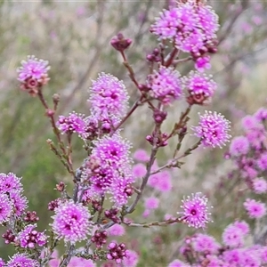 Kunzea parvifolia at Fadden, ACT - 11 Oct 2024 04:28 PM