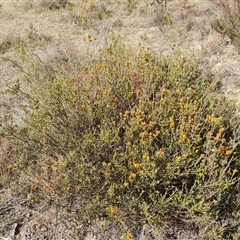 Dillwynia sericea (Egg And Bacon Peas) at Fadden, ACT - 11 Oct 2024 by Mike