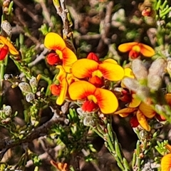 Dillwynia sericea at Fadden, ACT - 11 Oct 2024 04:26 PM