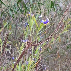 Stypandra glauca (Nodding Blue Lily) at Fadden, ACT - 11 Oct 2024 by Mike