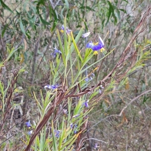 Stypandra glauca at Fadden, ACT - 11 Oct 2024