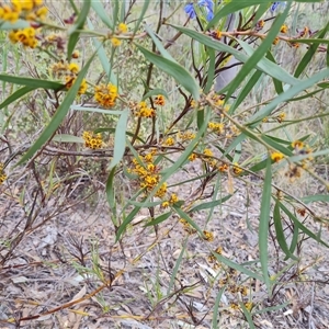 Daviesia mimosoides subsp. mimosoides at Fadden, ACT - 11 Oct 2024 04:22 PM