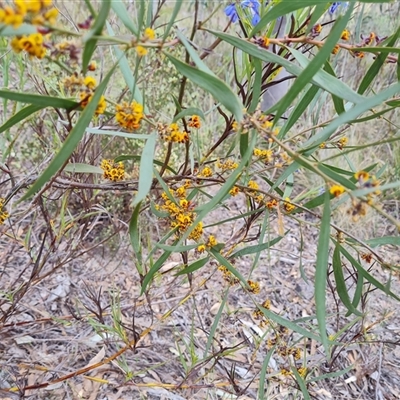 Daviesia mimosoides subsp. mimosoides at Fadden, ACT - 11 Oct 2024 by Mike