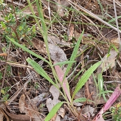 Senecio prenanthoides at Fadden, ACT - 11 Oct 2024