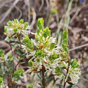 Brachyloma daphnoides at Fadden, ACT - 11 Oct 2024 04:19 PM