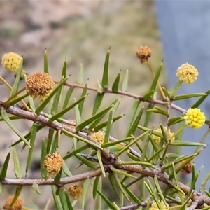 Acacia ulicifolia at Fadden, ACT - 11 Oct 2024 04:12 PM