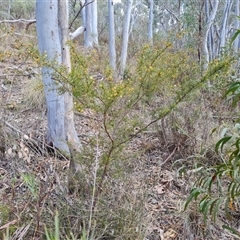 Acacia ulicifolia at Fadden, ACT - 11 Oct 2024