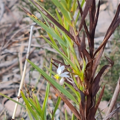 Stypandra glauca (Nodding Blue Lily) at Fadden, ACT - 11 Oct 2024 by Mike