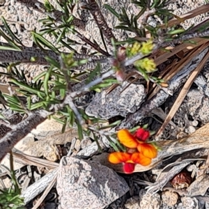 Dillwynia sericea at Fadden, ACT - 11 Oct 2024 04:06 PM