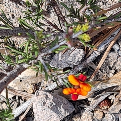 Dillwynia sericea (Egg And Bacon Peas) at Fadden, ACT - 11 Oct 2024 by Mike