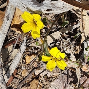 Goodenia hederacea subsp. hederacea at Fadden, ACT - 11 Oct 2024