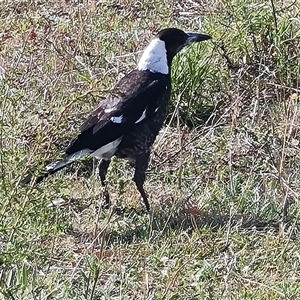 Gymnorhina tibicen at Fadden, ACT - 11 Oct 2024 03:57 PM