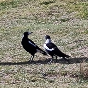 Gymnorhina tibicen at Fadden, ACT - 11 Oct 2024