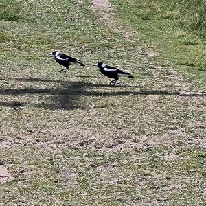 Gymnorhina tibicen at Fadden, ACT - 11 Oct 2024