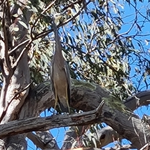 Egretta novaehollandiae at Fadden, ACT - 11 Oct 2024 03:47 PM