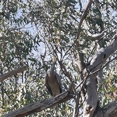 Egretta novaehollandiae at Fadden, ACT - 11 Oct 2024