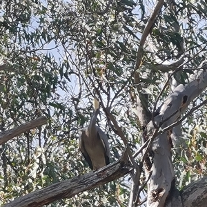 Egretta novaehollandiae at Fadden, ACT - 11 Oct 2024 03:47 PM