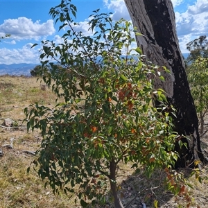 Brachychiton populneus subsp. populneus at Fadden, ACT - 11 Oct 2024