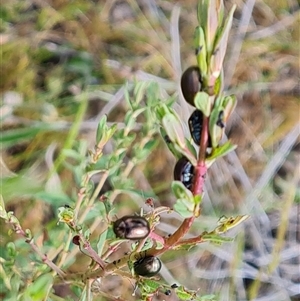 Chrysolina quadrigemina at Fadden, ACT - 11 Oct 2024