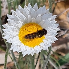 Syrphini (tribe) (Unidentified syrphine hover fly) at Fadden, ACT - 11 Oct 2024 by Mike