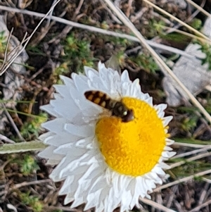 Syrphini (tribe) at Fadden, ACT - 11 Oct 2024 03:24 PM