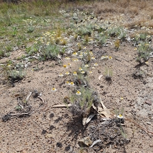 Leucochrysum albicans subsp. tricolor at Fadden, ACT - 11 Oct 2024