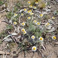 Leucochrysum albicans subsp. tricolor at Fadden, ACT - 11 Oct 2024