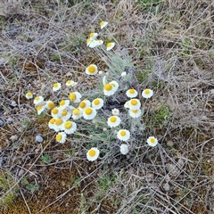 Leucochrysum albicans subsp. tricolor (Hoary Sunray) at Fadden, ACT - 11 Oct 2024 by Mike